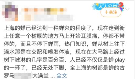 上海蝉声闹灾引山东人焦虑关注