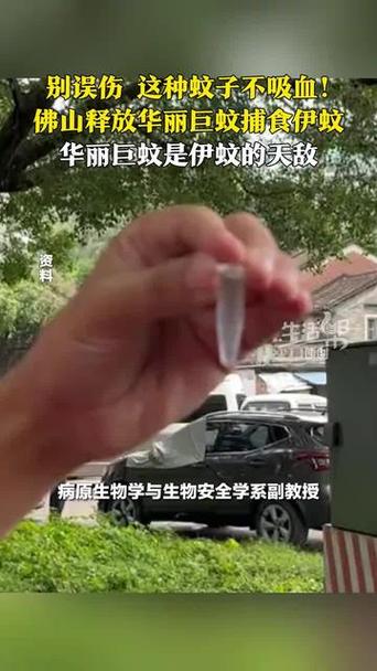 华丽巨蚊，揭秘神秘昆虫的惊人魅力与特征