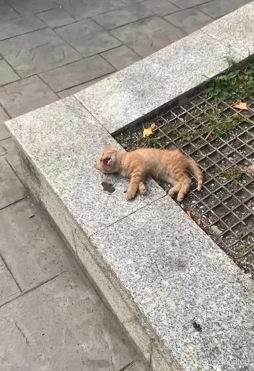 小孩多次甩飞捶打致死小猫，悲剧背后的警示与反思