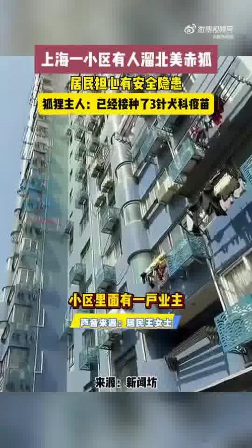 上海小区惊现遛北美赤狐现象！