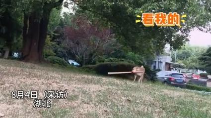 两岁半小狗掌握神秘棍法，技艺出神入化