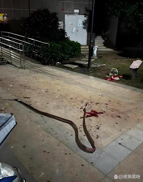 暴雨淹街惊现眼镜蛇缠窗，城市危机中的不寻常一幕