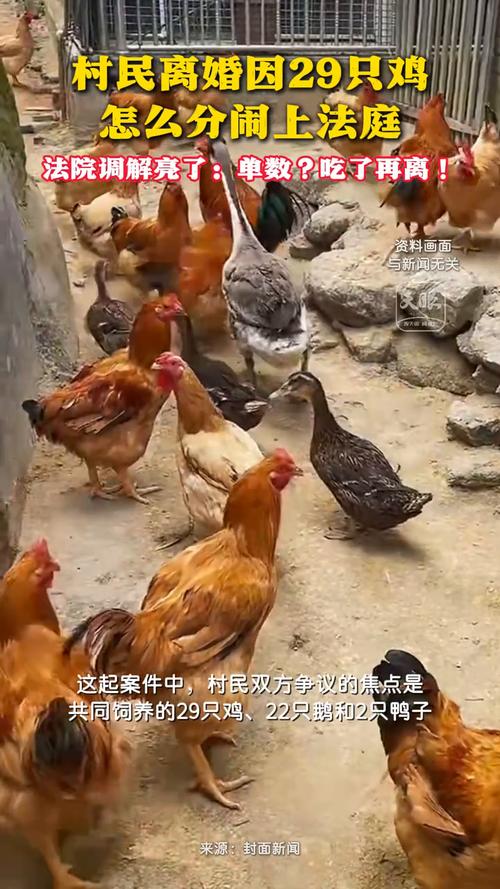 村民因29只鸡引发离婚官司，财产分割成焦点闹上法庭