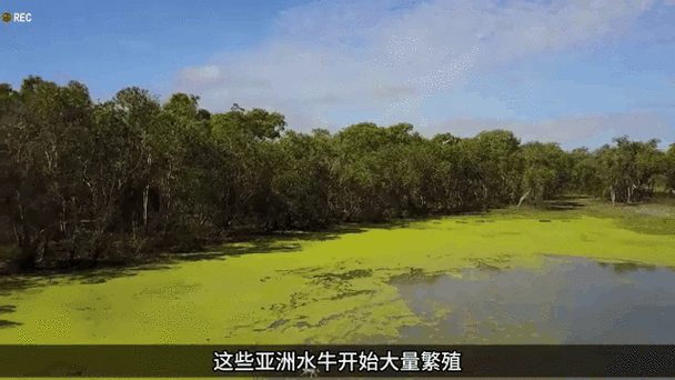 美国富翁南非狩猎遭遇水牛袭击致命