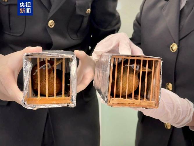 宁波市民家中养画眉鸟遭立案调查，爱鸟背后的法律红线