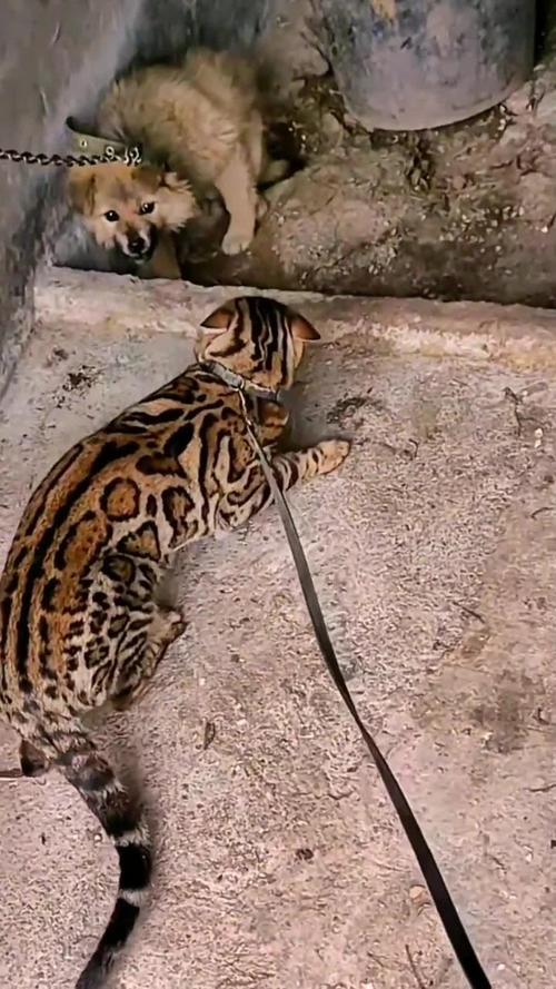狗狗发现豹猫幼崽，奇妙的相遇与守护之旅