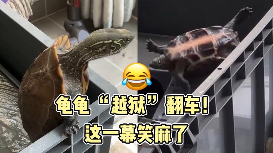 出逃宠物龟寻回记，失而复得的温馨团聚