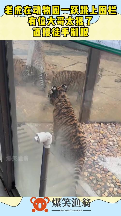 山东动物园老虎翻围栏攻击同事，引发关注与担忧