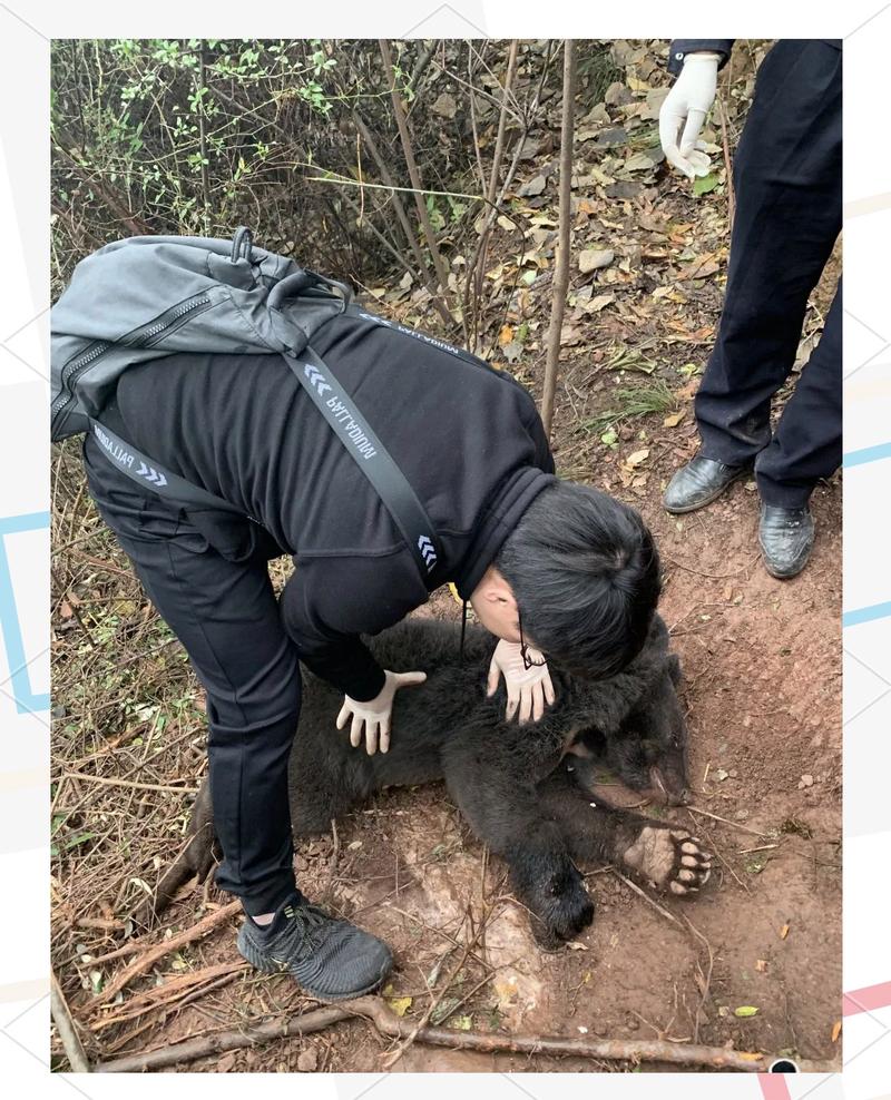 西藏林芝村民遭黑熊袭击事件引起关注，当地回应及应对举措