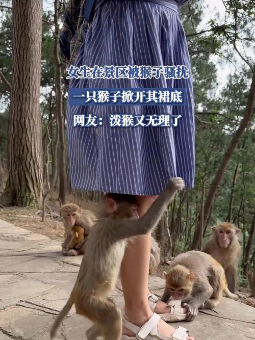 贵州女游客遭猴子袭击致骨折