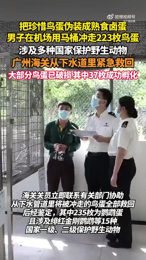入境旅客误将鹦鹉蛋冲入下水道事件揭秘