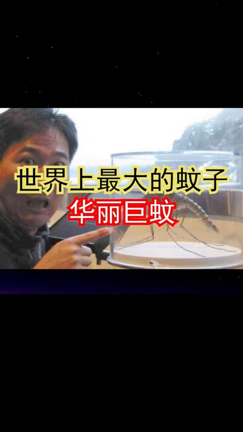 全球剧毒蚊子批量北上原因揭秘