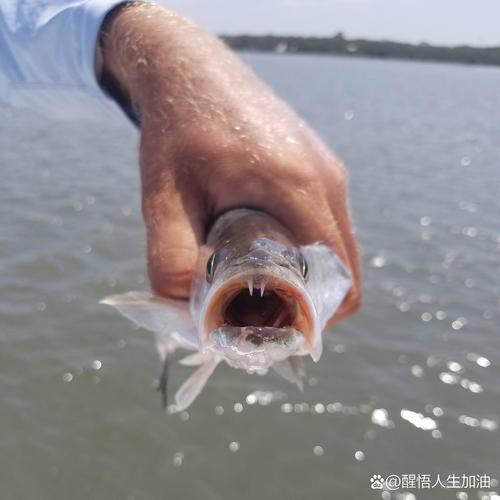 男子钓获巨鱼，妻子喜悦情绪溢于言表