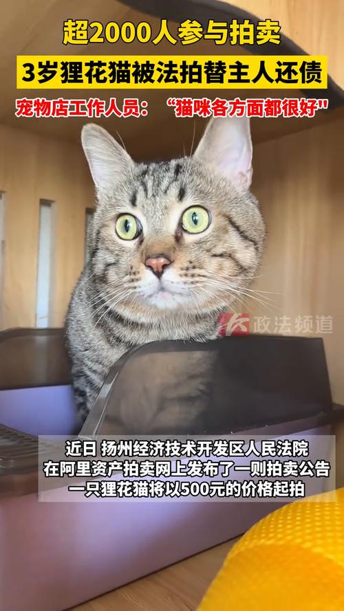 狸花猫遭法拍拍卖撤销，主人欠款风波揭秘