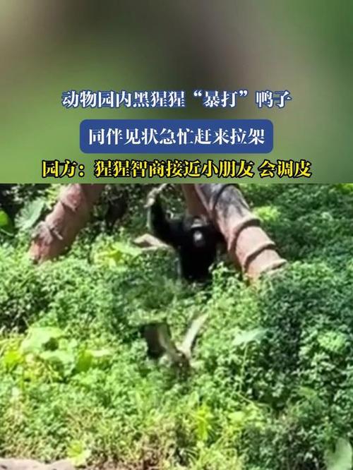 黑猩猩暴打鸭子遭同伴劝架事件曝光