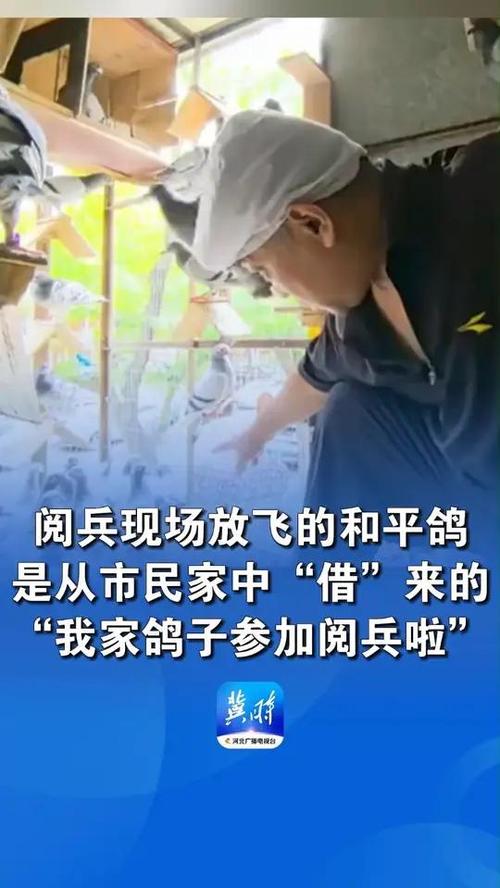 首批参与阅兵和平鸽归来，传递和平与希望的使者