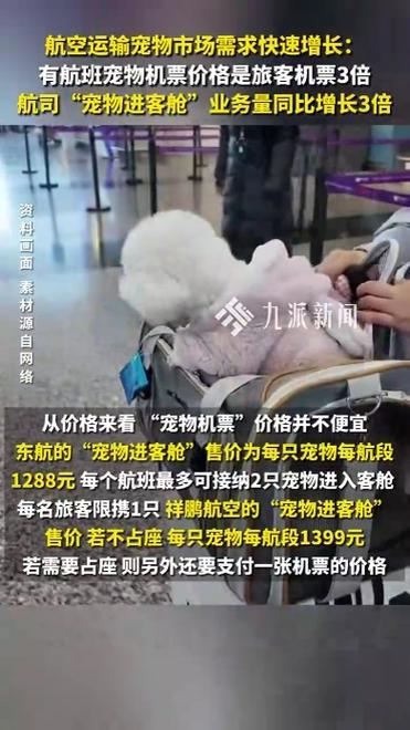 宠物机票需求猛增，价格高涨引关注