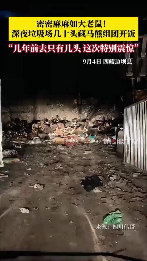 西藏某县垃圾场现大量藏马熊觅食现象引发关注