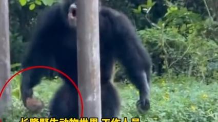 广州动物园黑猩猩砸伤幼童事件