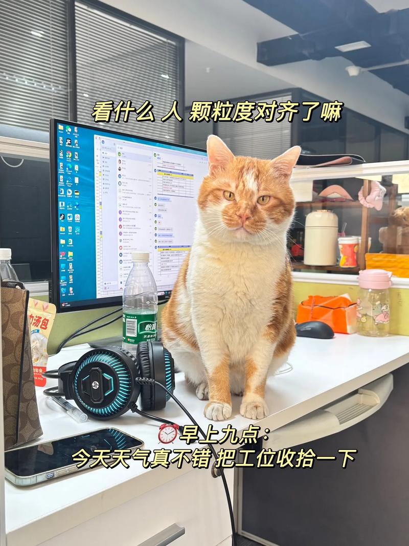 宁波一公司推行宠物友好政策，员工可带宠物上班