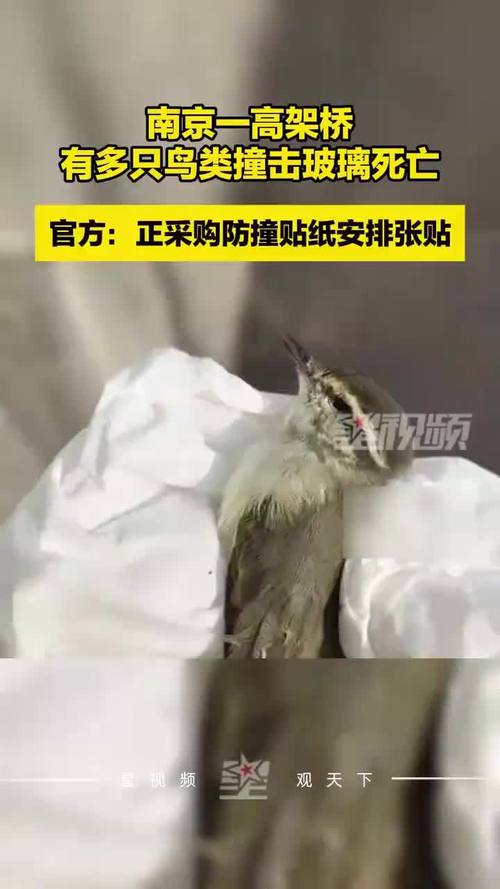 南京大桥玻璃墙频发鸟类撞击事件