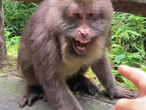 警方辟谣，峨眉山猴子并未被击毙