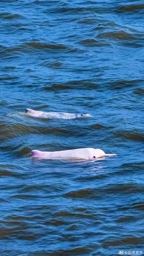 成群中华白海豚现身广东潮州海域，引发关注热潮