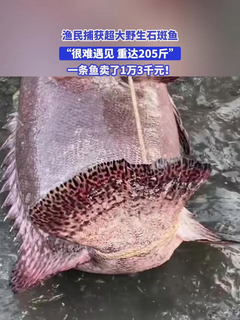 福建渔民捕获长达1.8米的巨型石斑鱼，罕见发现引发关注