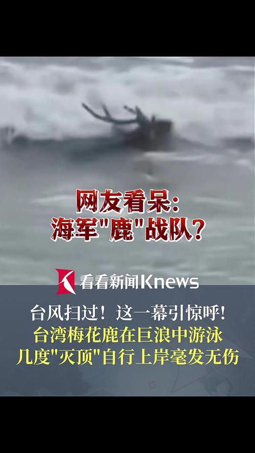 台湾梅花鹿台风巨浪中的顽强游泳之旅