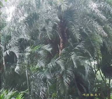 博罗依接力桦加沙，新一轮的旅程开始了