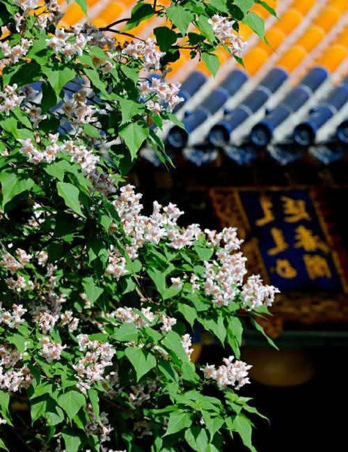 故宫乾隆花园重开，高清美景抢鲜看