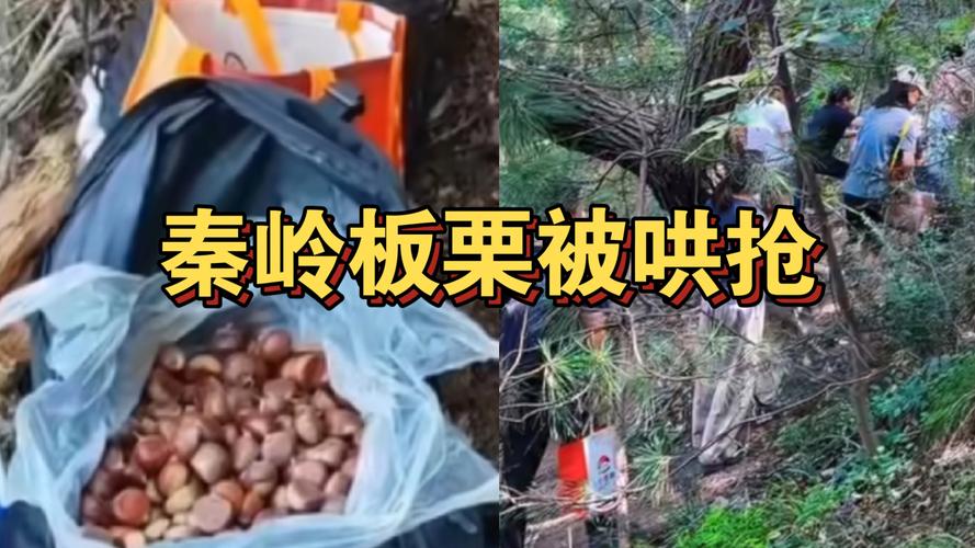 景区回应游客捡板栗壳引发的误会，捡拾行为并非偷窃行为探讨