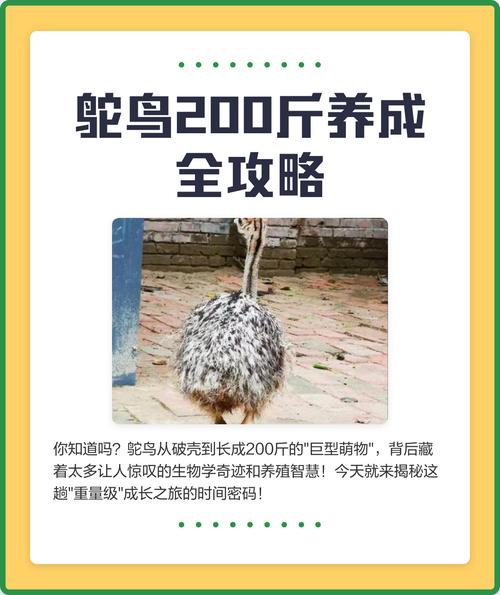 主人养鸵鸟三年成巨无霸，身高达两米，体重逾百斤