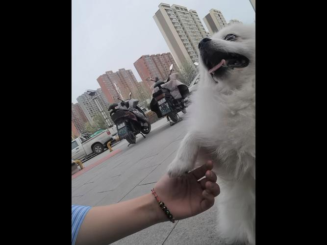 主人寻找国庆期间被弃高速的小狗之旅