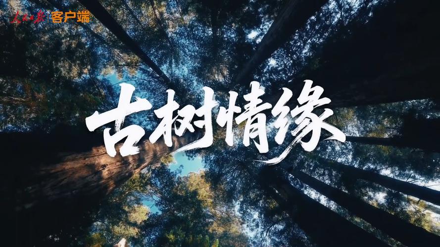 古树情缘，探寻千年的生命与情感交织之旅