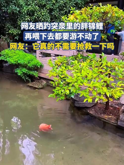 趵突泉胖锦鲤健康状况堪忧，疑似病重