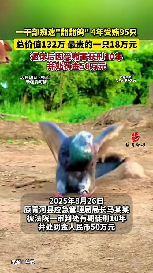 干部四年受贿95只翻翻鸽，爱好背后的腐败真相