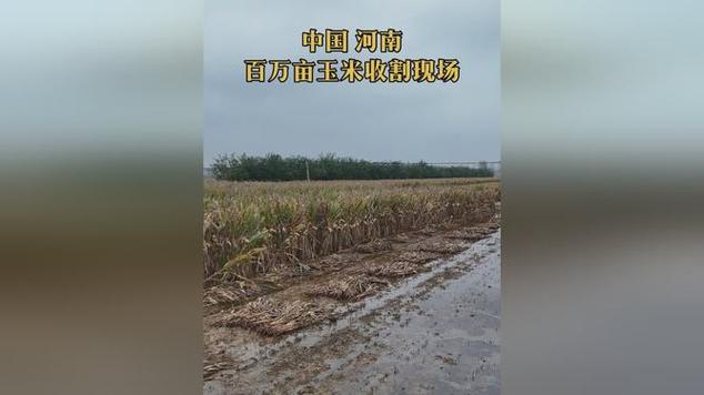 河南省委书记调研现场，玉米含水量测定工作汇报纪实