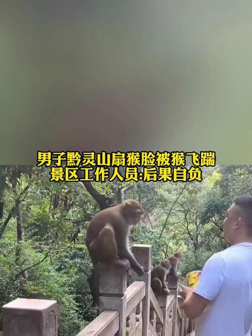 男子黔灵山猴脸遭猴子飞踹事件揭秘