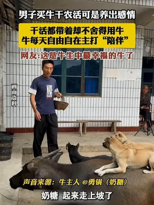 男子深情养牛，珍惜情感不忍劳作农活牵绊爱牛之路