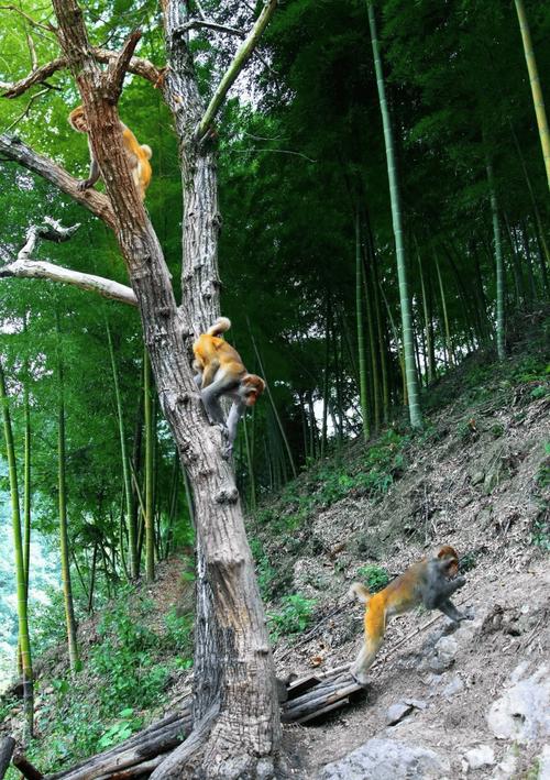 杭州湘湖猴群下山活动引发关注