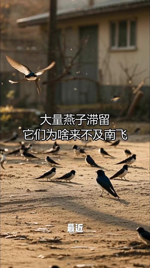 燕子滞留现象揭秘,为何大量燕子来不及南飞? 燕子滞留现象揭秘,为何大量燕子来不及南飞?