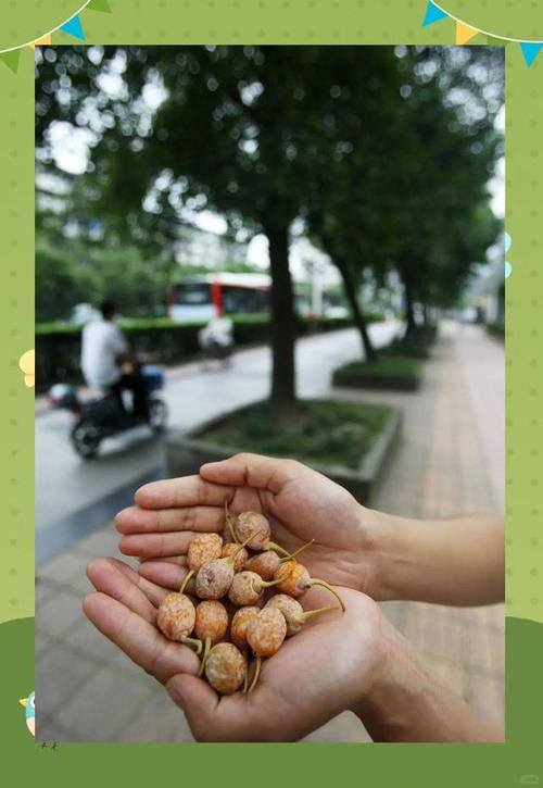 街头银杏果掉落需谨慎食用,食用前需了解相关知识 街头银杏果掉落需谨慎食用,食用前需了解相关知识