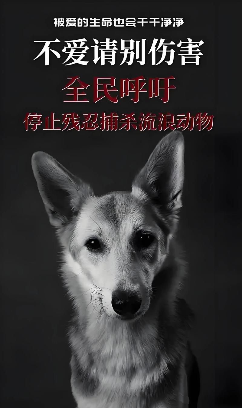 宠物救命血不应成为流浪动物的索命符 宠物救命血不应成为流浪动物的索命符
