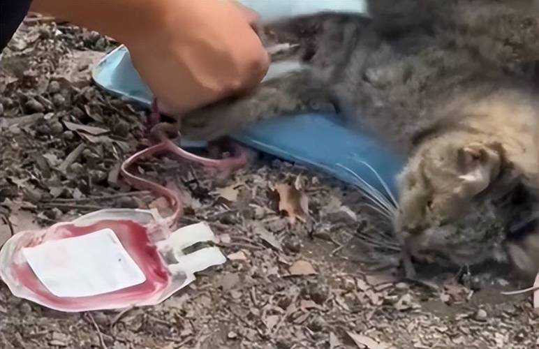 中国兽协回应动物血库抽取猫血,真相揭秘与保护宠物健康措施 中国兽协回应动物血库抽取猫血,真相揭秘与保护宠物健康措施