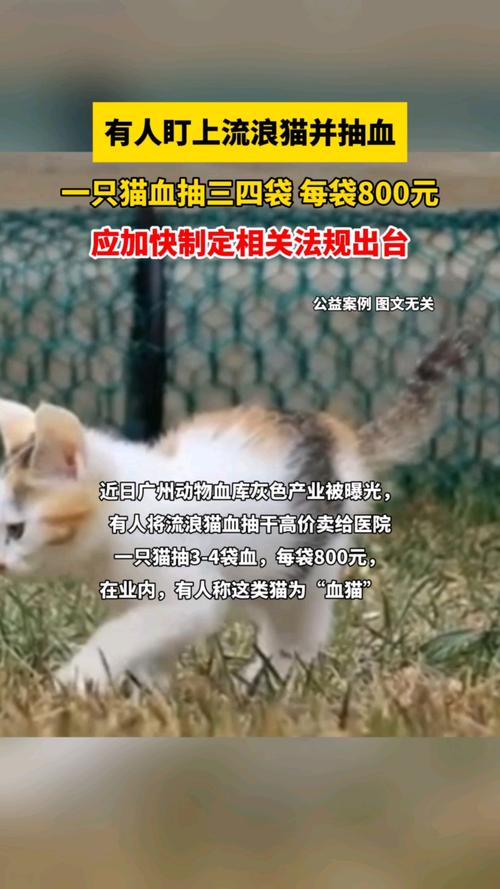 中国兽协回应动物血库抽取猫血,真相揭秘与保护宠物健康措施