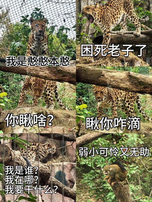 深山动物园呼吁游客停止转账赠款,共创和谐游览环境