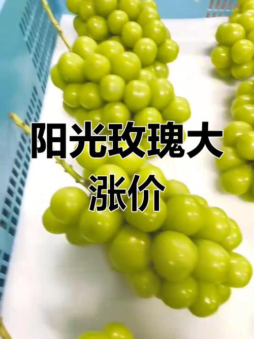 阳光玫瑰标签背后的价格飙升秘闻