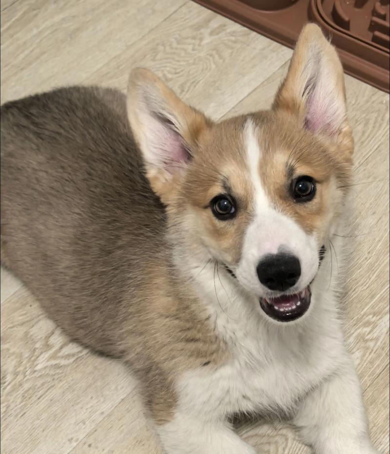 柯基狮子走红,动物园中的短腿明星之王 柯基狮子走红,动物园中的短腿明星之王