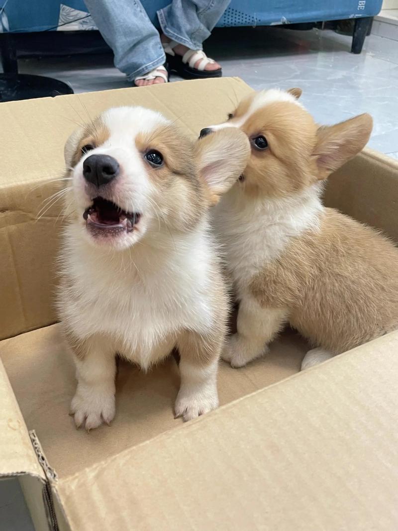 柯基狮子走红,动物园中的短腿明星之王